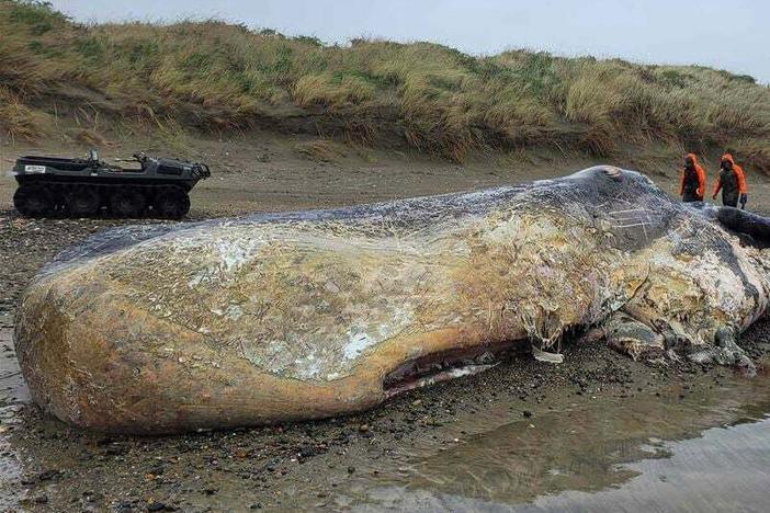 New Zealand Department of Conservation staff assess the remains of a deceased sperm whale.