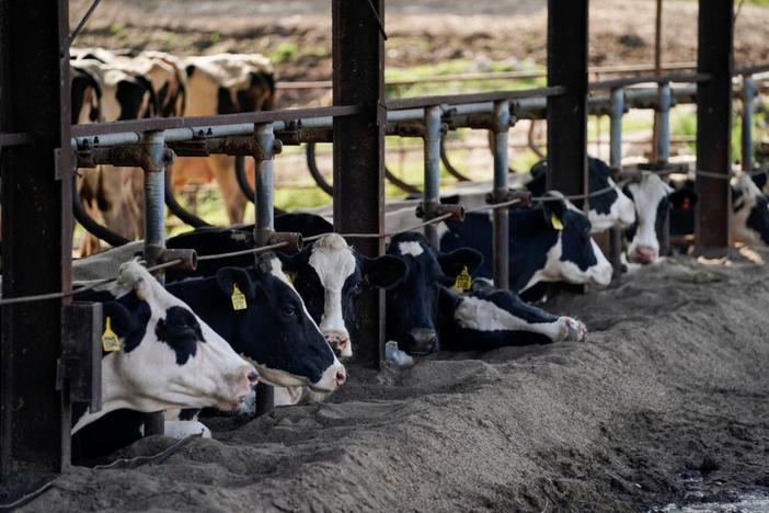 Holstein cows are seen after being milked at Alfred Brandt's dairy farm, which has been in his family since 1840 and has been affected by the industry's supply chain disruptions created by the coronavirus disease (COVID-19), in Linn, Missouri, U.S. April 28, 2020. Brandt, along with other U.S. dairy farmers, has seen a drop in milk prices and has been forced to dump excess milk as a result of the closure of schools, restaurants and coffee shops. REUTERS/Whitney Curtis