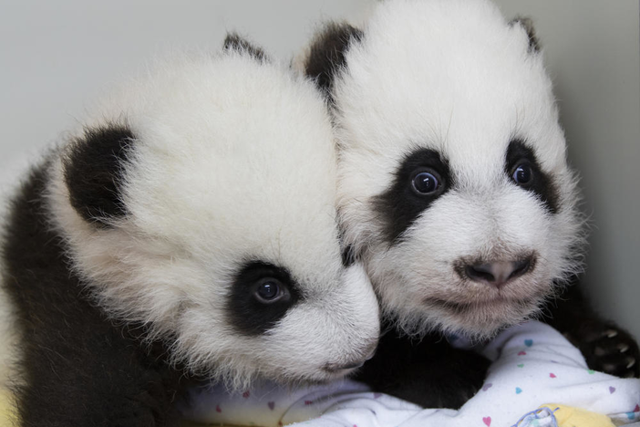 Two baby pandas.