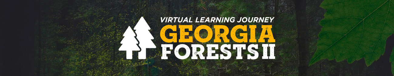 Georgia Forests II