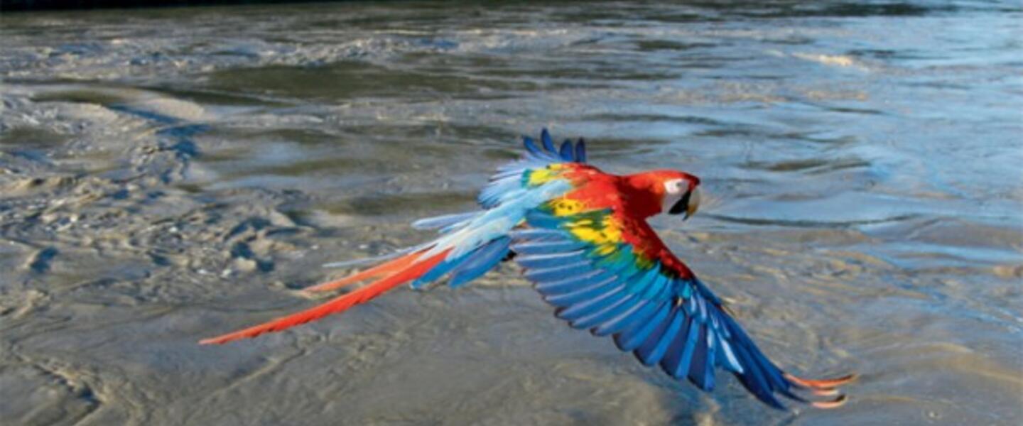 Scarlet Macaw in flight, Manu River, Peru (Courtesy Nature.) Scarlet Macaw in flight, Manu River, Peru (Courtesy Nature.)