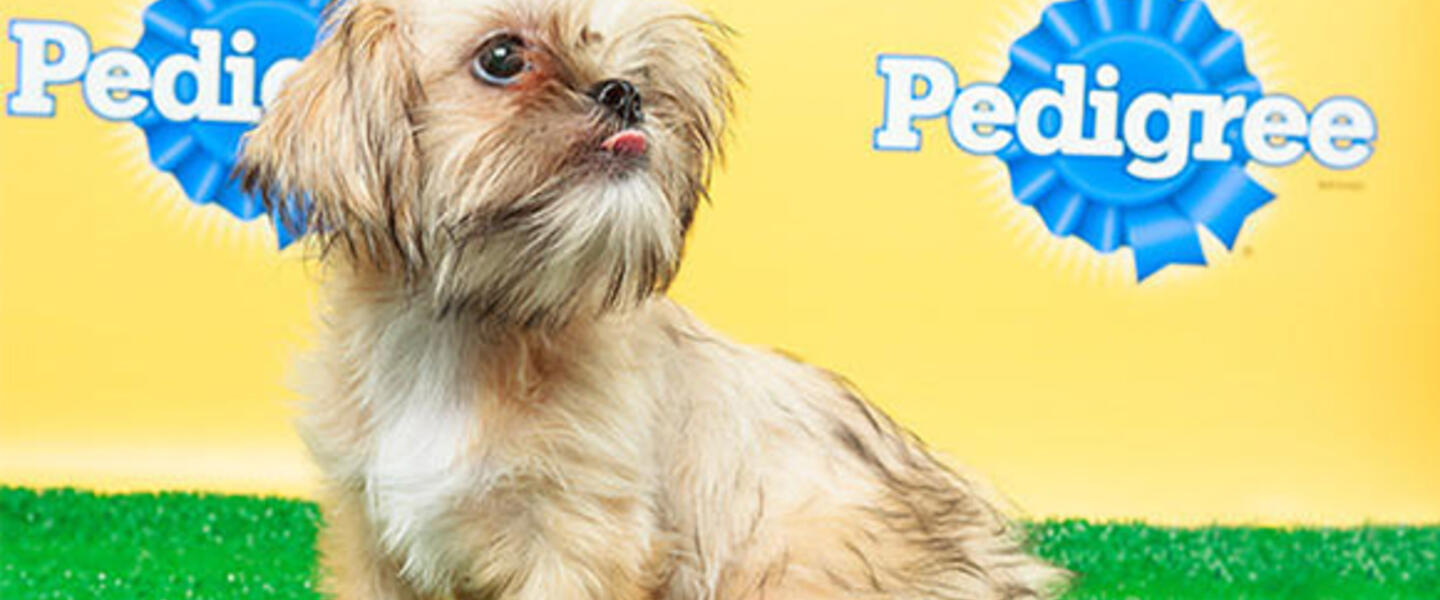 Poppy from Georgia's Shih Tzu & FurBabies Rescue is part of the starting line-up. (Image courtesy animalplanet.com.) Poppy from Georgia's Shih Tzu & FurBabies Rescue is part of the starting line-up. (Image courtesy animalplanet.com.)