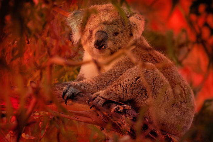 Koala climbing on eucalyptus with fire on the background.