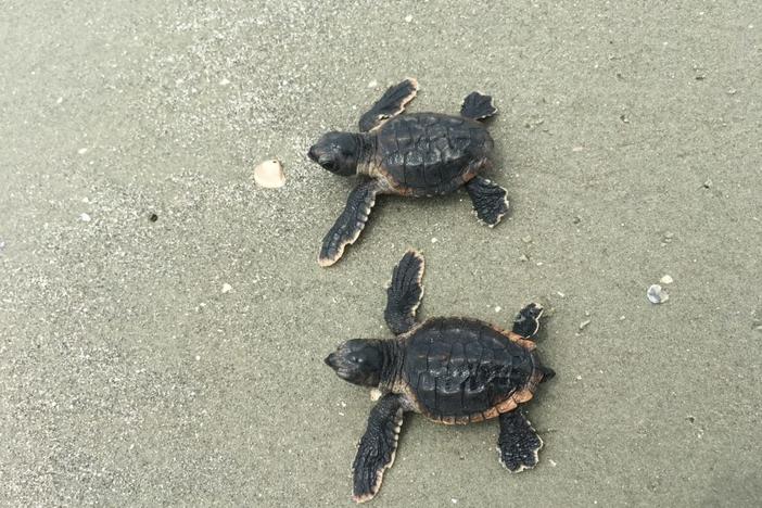 Loggerhead Sea Turtle hatchlings