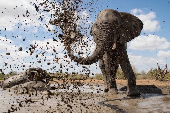 An elephant at a muddy watering hole.