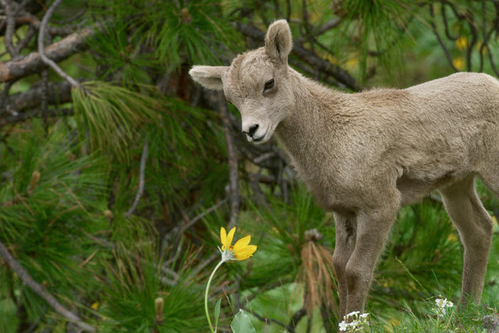 A bighorn sheep lamb in front of a pine tree in the Rocky Mountains. 