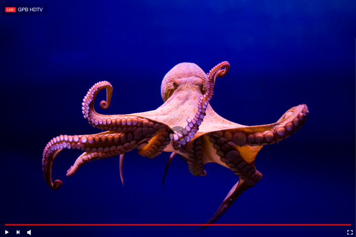 Octopus swimming on GPB TV