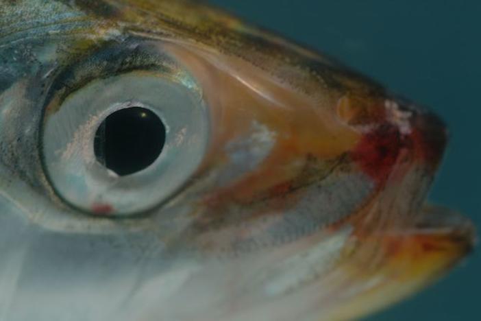 A close-up of a sardine's face.