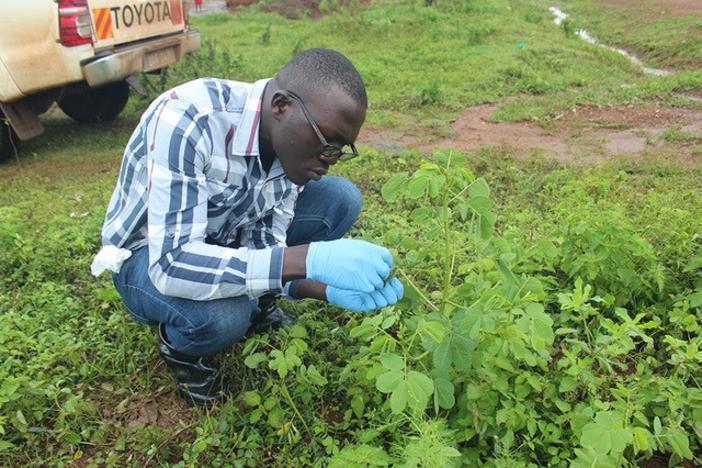Henry Ssendagire, a Ugandan master's student working with CAES virologist Mike Deom, investigates aphids that carry viruses causing groundnut rosette disease, a serious peanut disease in sub-Saharan Africa.