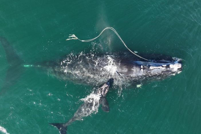 A right whale swims in the ocean, entangled in fishing gear.