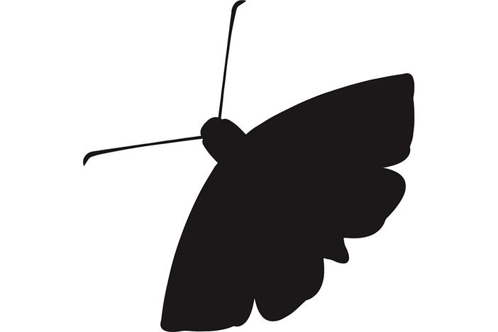 Moth outline in black