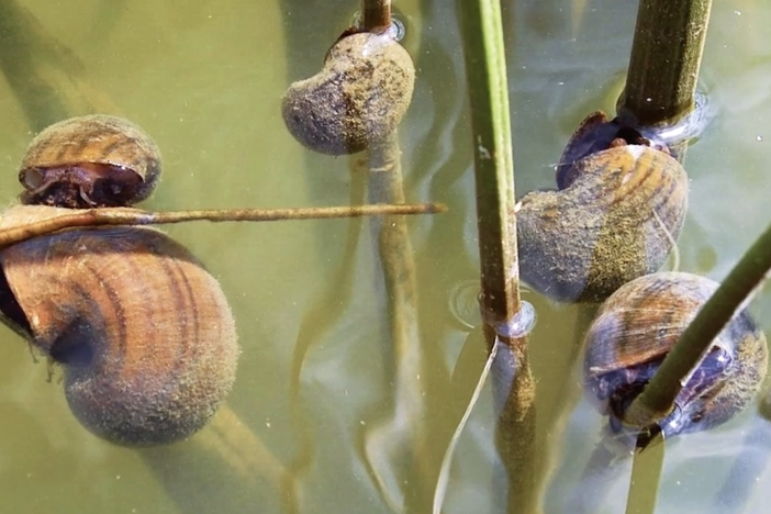 snails on the surface of freshwater foliage
