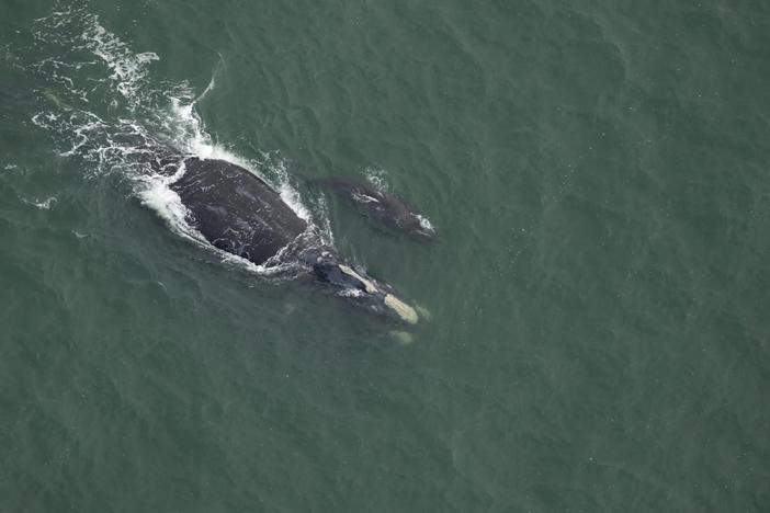 A North Atlantic right whale nicknamed Juno swims with her new calf off the coast of South Carolina. This is the first documented mother/calf right whale pair of the 2023-2024 calving season. Credit: Clearwater Marine Aquarium Research Institute, taken under NOAA permit #26919. Funded by United States Army Corps of Engineers.
