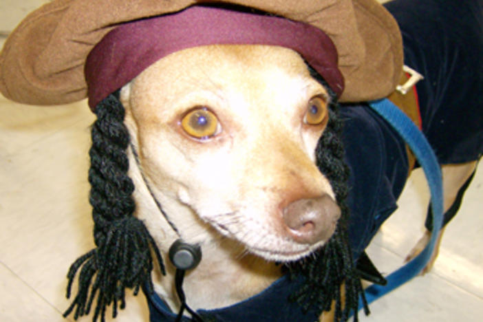 Bijou dresses as Captain Jack Sparrow at the annual Petco Halloween party.