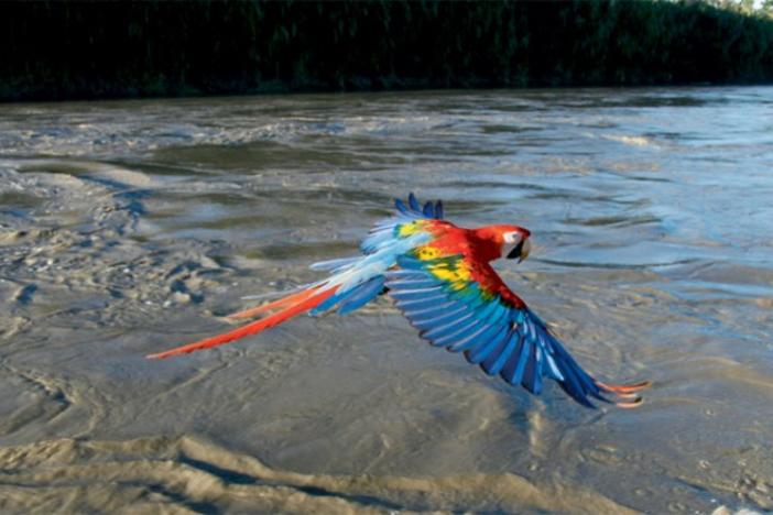 Scarlet Macaw in flight, Manu River, Peru (Courtesy Nature.)