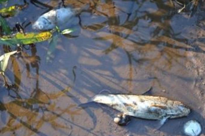 Image from the Ogeechee River fish kill last fall