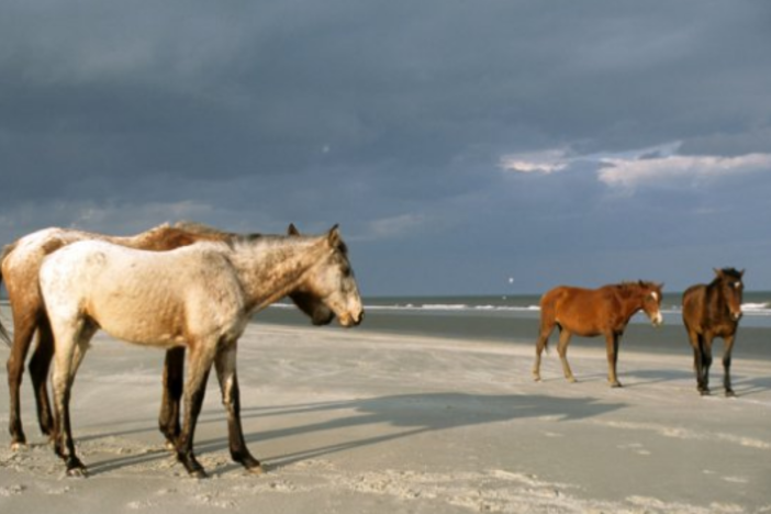 Cumberland Island where horses roan the beaches.