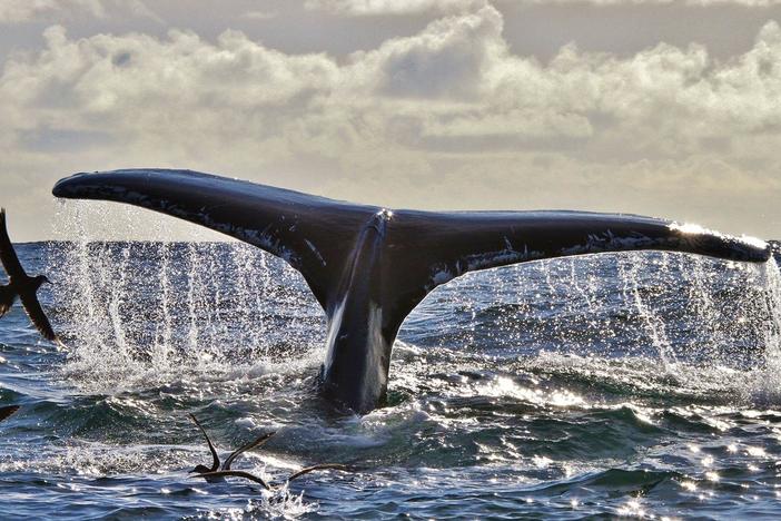 An amazing encounter with Humpback Whales off the South West Coast of Ireland.