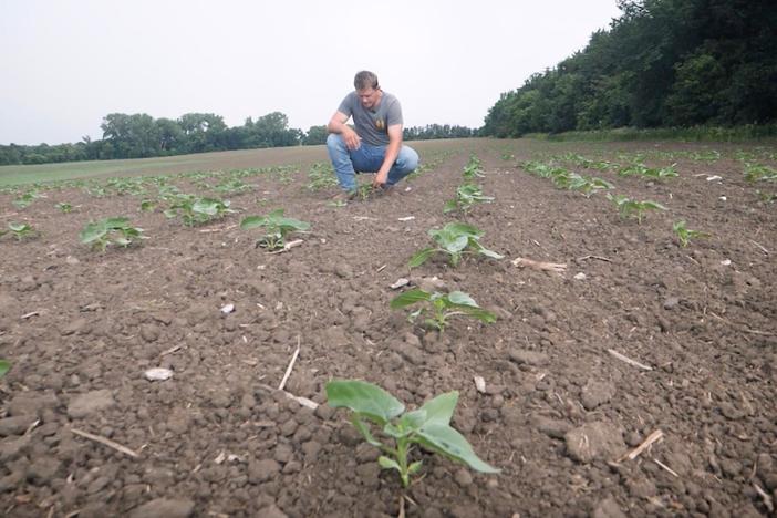 Why are corn and soy the top agricultural products in the U.S.? Crop insurance.