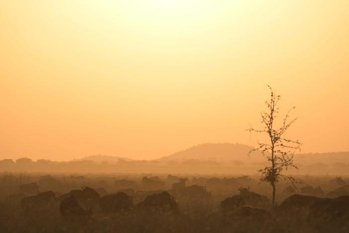 Wildebeest numbers rose after eradicating rinderpest. The Serengeti ecosystem rebounded.