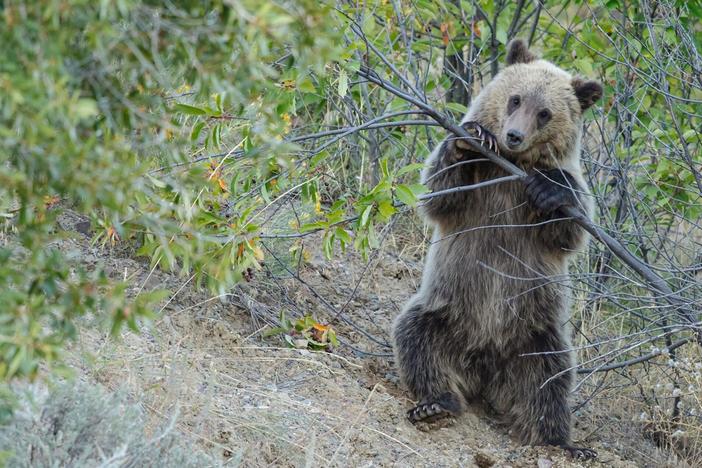 As their population expands, some states feel grizzlies should no longer be protected.