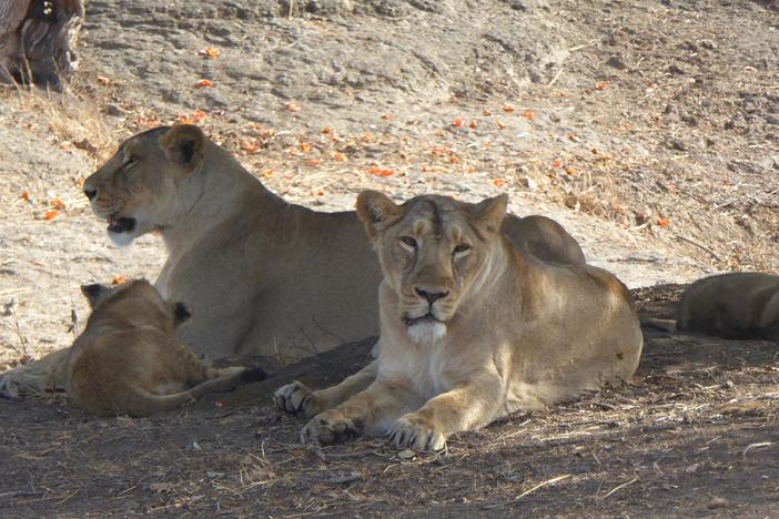 Liz Bonnin and park official Sandeep Kumar find a small pride of Asiatic lions.