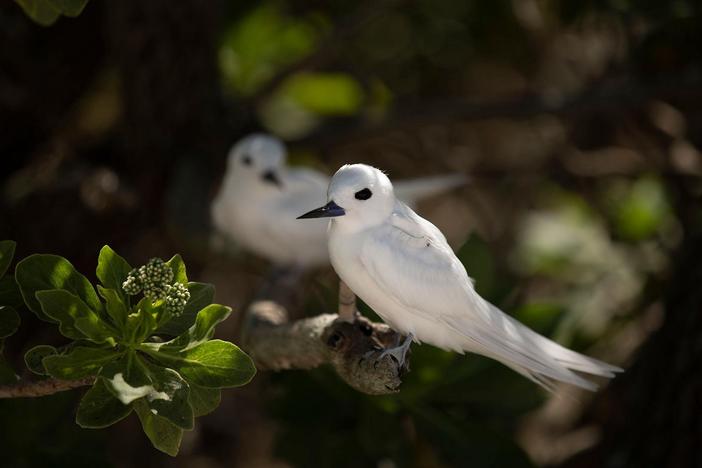 White terns were once revered by the ancient Polynesians.