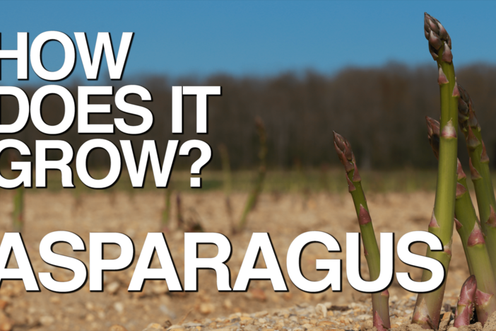 Discover the real reason why asparagus is considered the "king of vegetables."