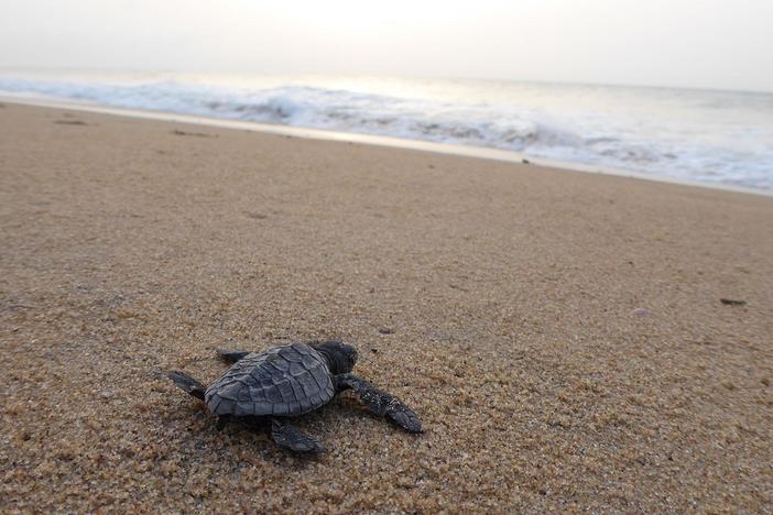Jon arrives in Odisha just in time to see the first olive-ridley turtle babies emerge.