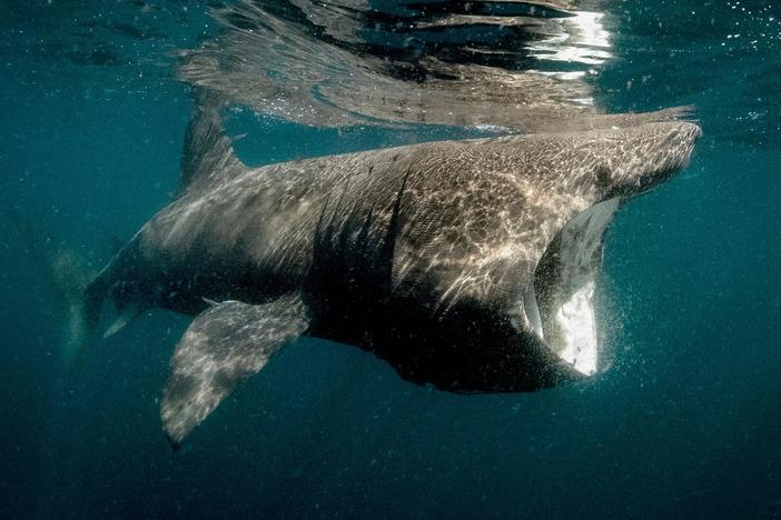 Basking sharks show up in large numbers off the Irish West Coast each summer.