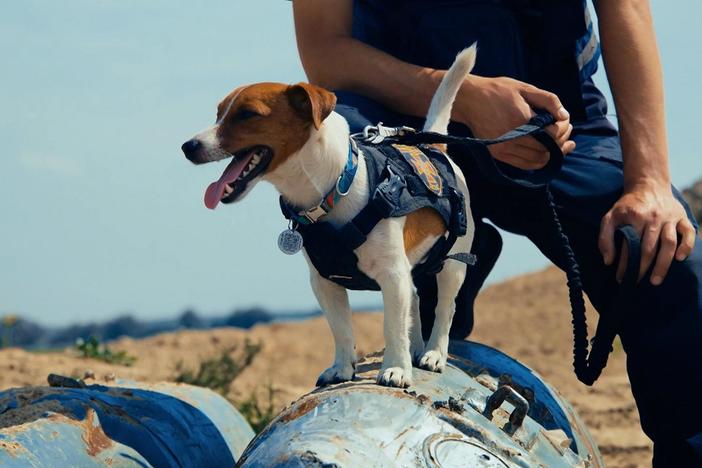 Meet Patron, the bomb-detecting Jack Russell terrier who has saved countless lives.