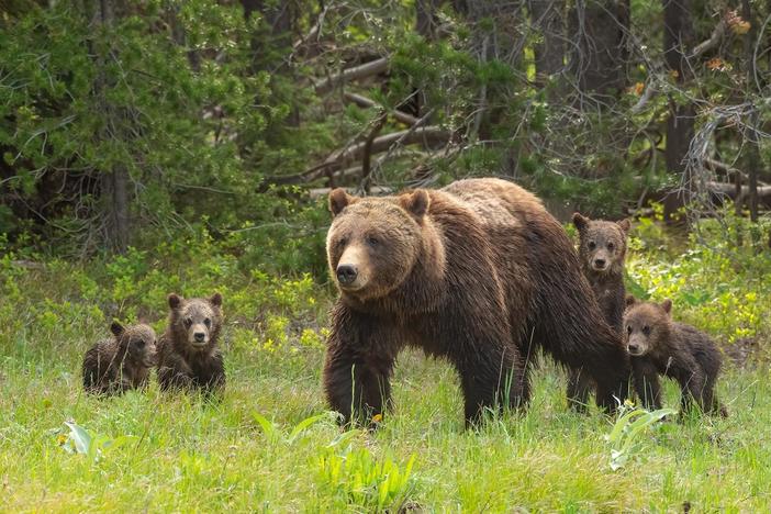 Filmmakers rush to shoot photos of Grizzly 399 and her cubs as they emerge from hibernation.
