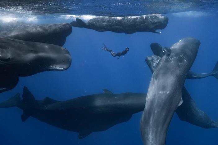Patrick Dykstra has a life-changing encounter with a sperm whale and uncovers their world.