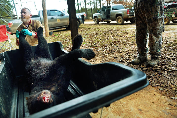 Then UGA graduate student Mike Hooker takes samples in 2013 from a bear killed in the one day middle Georgia bear hunt. The study Hooker worked on established limits on how many of the 400 or so mile Georgia bears could be killed every year.