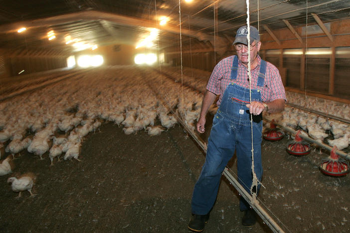 Poultry farmer Dempsey Miford walks through his family's chicken house in Cumming, Georgia. 