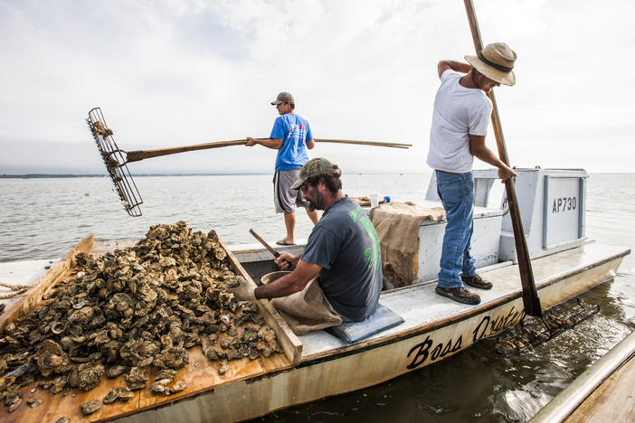 In this April 2, 2015, file photo, John Stokes, center, culls Apalachicola oysters while his two sons Ryan, left, and Wesley Stokes tong oysters from the bottom of Apalachicola Bay.