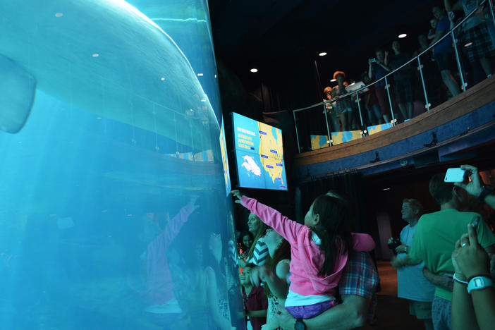 Visitors gather at the Georgia Aquarium's beluga tank.