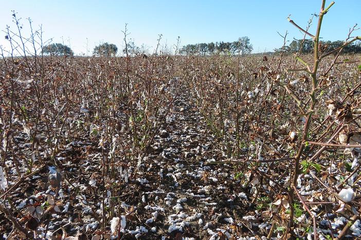 Thousands of cotton growers in southwest and south central Georgia lost their cotton crops in Hurricane Michael.