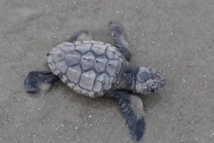 Loggerhead sea turtles enjoyed a record nesting season in Georgia this year.