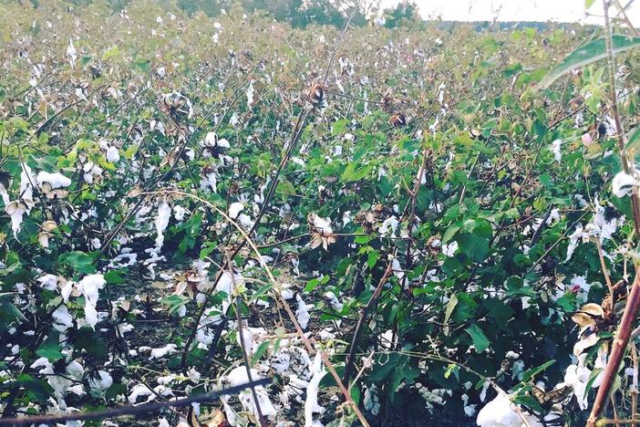 Destroyed cotton cop in southwest Georgia after Hurricane Michael hit the state in the fall of 2018.
