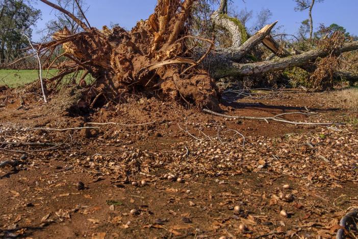 Many pecan trees were uprooted during the October storm in the middle of harvest season.
