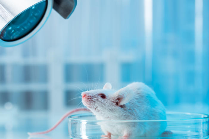 A study of mice that hear imaginary sounds could help explain human disorders like schizophrenia, which produce hallucinations.