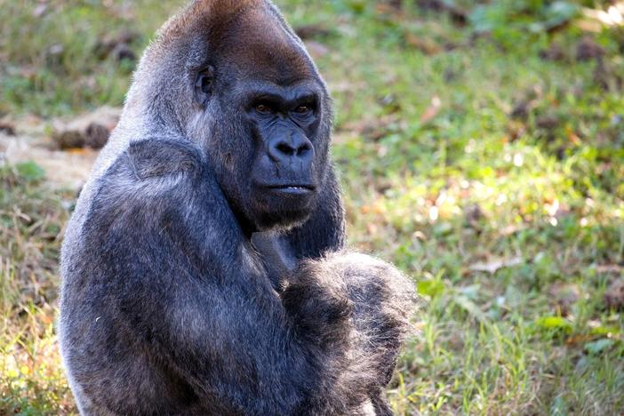 Ozzie was the oldest male gorilla in the world when he died on Tuesday at the zoo in Atlanta. He was believed to be 61 years old.