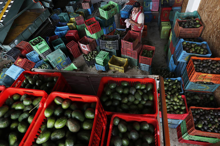 Inspections on avocados from Mexico's Michoacán state were paused for almost a week after an agricultural inspector received a verbal threat. But on Friday, the U.S. Embassy said inspections would continue, allowing avocado shipments to resume.