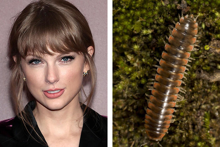 Taylor Swift, pictured in 2021, is the inspiration for the name of the newly described Twisted-Claw Millipede, <em>Nannaria swiftae.</em>