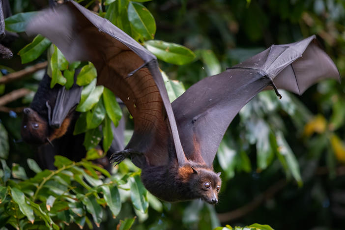 The black flying fox is one of the bats in Australia that carries the Hendra virus — which sometimes spills over to horses, and humans, with devastating impact. Scientists are trying to figure out what triggers spillovers — and how to stop them.