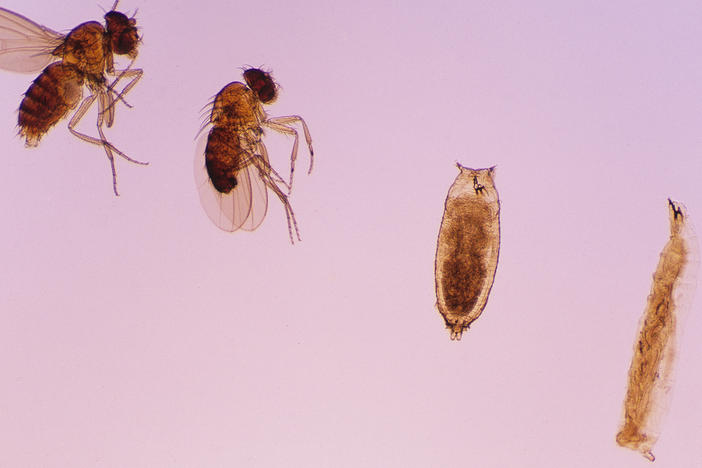 What looks like a pin-headed critter on the right is actually a larval version of the fruit fly on the left. Both have remarkably complex brains, scientists say, with different regions devoted to decision-making, learning and navigation.