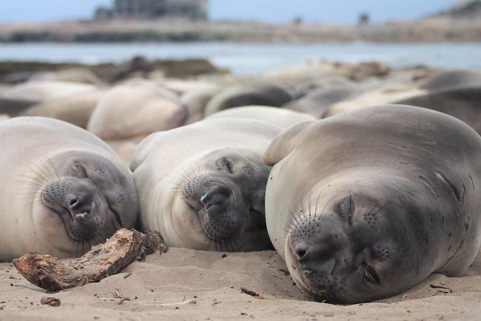 Northern elephant seals can go long stretches with only small naps. Then they crash once they're on shore.