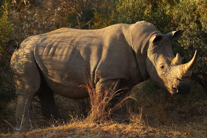 There are fewer than 16,000 white rhinos around the world and are classified as "near threatened." John Hume, owner of the Platinum Rhino Project, is estimated to own somewhere between 13% to 15% of the population.