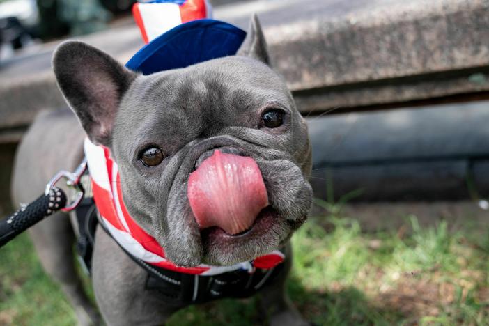 Luna the French Bulldog dressed up for the National Independence Day Parade in Washington, DC, on July 4th.
